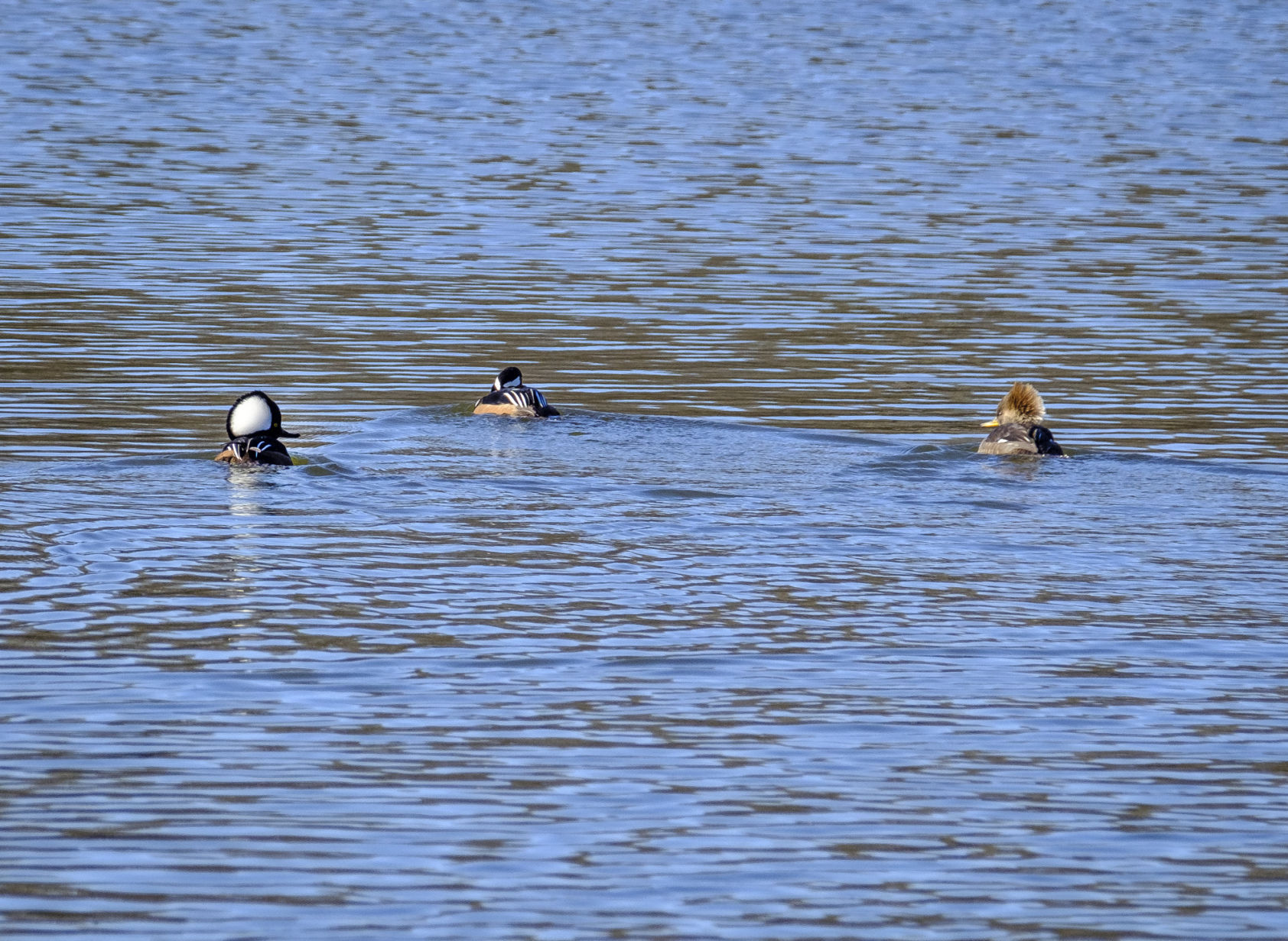 120717-nws-hooded-mergansers-1.jpg